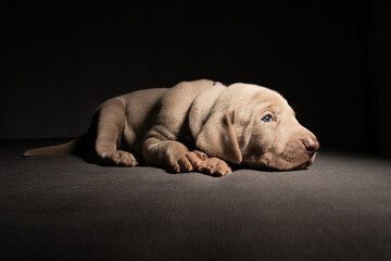 Weimaraner Welpen im Studio