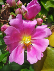 Pink pereskia flower (Pereskia grandifolia)