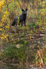 Silver Fox (Vulpes vulpes) Stands Tall on Island Autumn