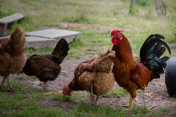Brown male rooster crowing in the early morning in the village of Soajo, Northern Portugal.