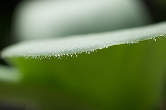 Spikes on leaves