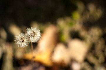 Dry wild forest flowers