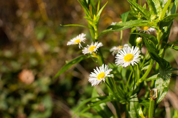 Forest daisy