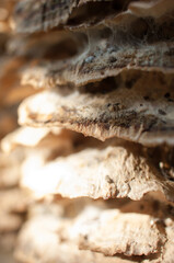 Hymenchaete Rubiginosa mushrooms on the tree