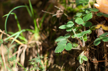 Wild strawberry plant with green leafs - Fragaria vesca