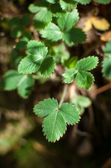 Fototapeta na wymiar Wild strawberry plant with green leafs - Fragaria vesca