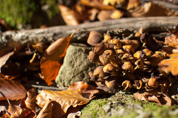 Group of dried wild mushrooms in autumn forest