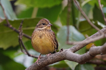 black faced bunting in the forest