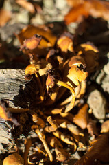 Group of dried wild mushrooms in autumn forest