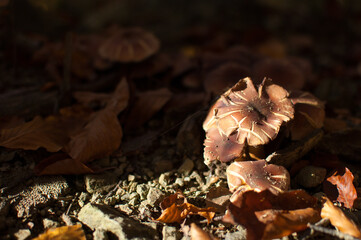 Group of dried wild mushrooms in autumn forest