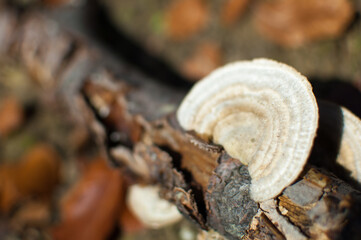 Hymenchaete Rubiginosa Mushrooms on the tree