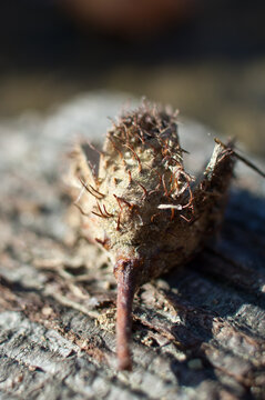 Beech Nut Lying On The Forest Floor