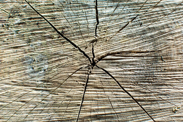 Cross section of tree trunk showing growth rings