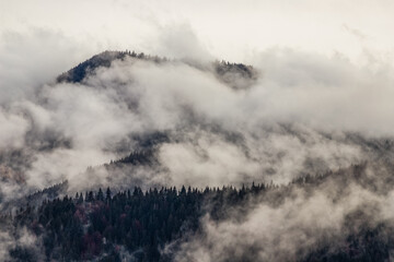 Fototapeta na wymiar dramatic nature background forest in fog