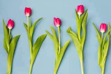group of fresh red tulips lie in a row on a pastel blue background, top view, concept for the...