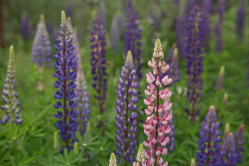 Beautiful purple lupins pea wild flower flowerbed in Geiranger in Norway