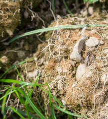 black ants, some with with wings, crawling on the ground