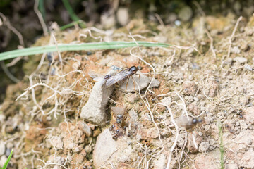 black ants, some with  with wings, crawling on the ground