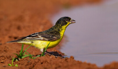 Male Lesser Goldfinch at puddle of water with water in beak