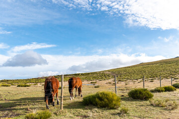 Fototapeta na wymiar Horizontal landscape view of two brown horses eating in a meadow on a sunny day