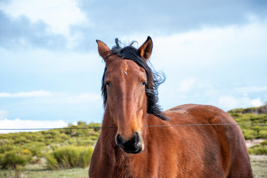 Portrait of a brown horse while eating with unfocused background