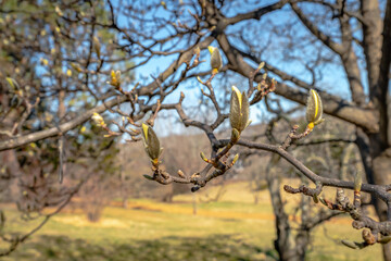Flowers not yet in bloom on a tree in April