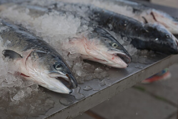 Fresh-caught sea fish on a counter in the fish market