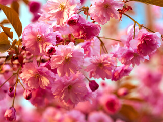 Blooming sakura in the park.