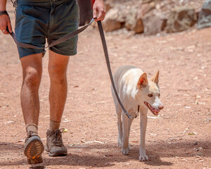 White Dingo On a Lead