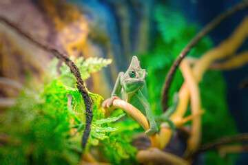 Chamaeleo Calyptratus or Yemeni Chameleon in bright green color