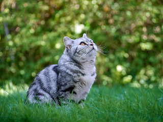 Naklejka na ściany i meble Kitten in the green grass.