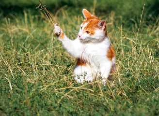 Kitten playing in the grass.