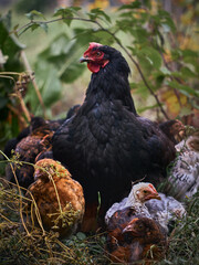 Chicken with chickens in the farmyard.
