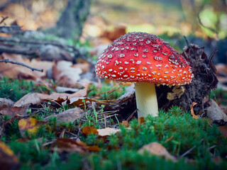 Fly agaric in the autumn forest.