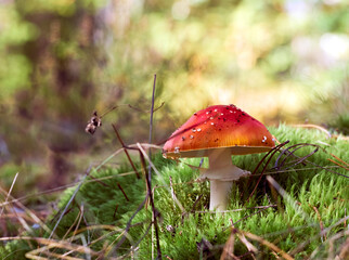 Fly agaric in the autumn forest.