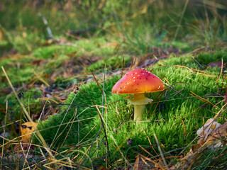 Fly agaric in the autumn forest.