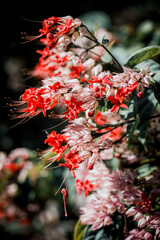 sert&atilde;o flower northeast of brazil umirim