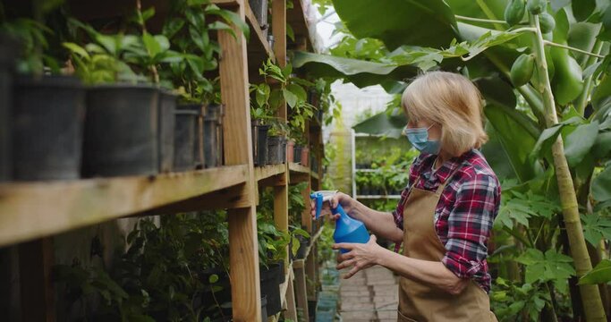 Close up of charming mature woman in medical mask in greenhouse spraying flowers using blue sprayer with water. Portrait of beautiful positive female biologist in hothouse. Hobby and farming concept.
