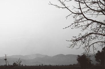 black and white of dried branches of big tree with foggy sky background