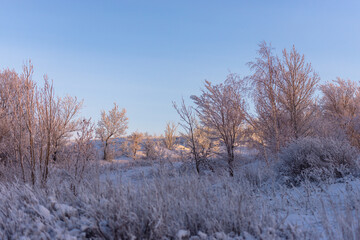 The trees are completely covered in frost. White silence at sunset.