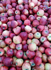 Lots of fresh red apples