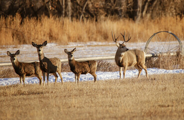 deer in the wild