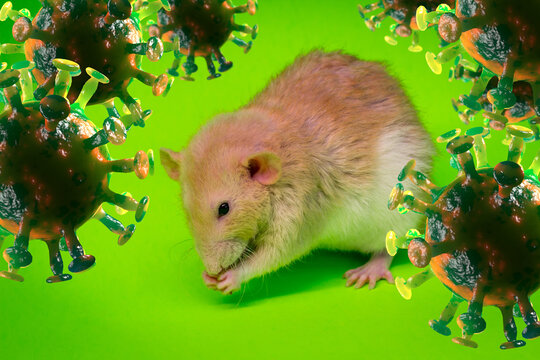 Rat Spreading Coronavirus Infection