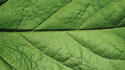Fototapeta na wymiar green leaf and detail