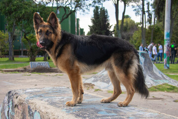 pastoe aleman estudio en exterior