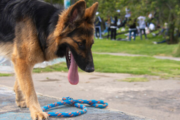 pastoe aleman estudio en exterior