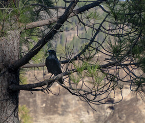 A large crow perched on a branch.
