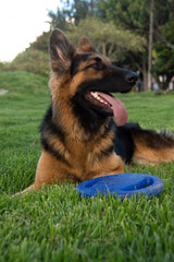 pastoe aleman estudio en exterior