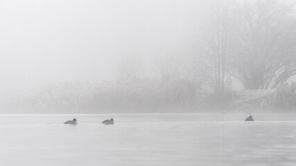 Wodne ptactwo we mgle zimą 