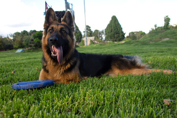 pastoe aleman estudio en exterior